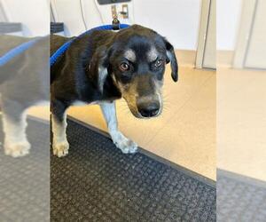 Shepradors Dogs for adoption in Placerville, CA, USA