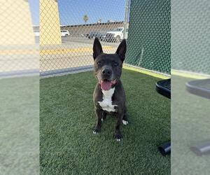American Pit Bull Terrier Dogs for adoption in Downey, CA, USA