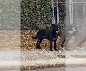 Bearded Collie-Unknown Mix Dogs for adoption in San Antonio, TX, USA