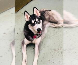 Siberian Husky Dogs for adoption in Akron, OH, USA