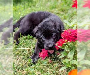 Labrador Retriever Dogs for adoption in Belleville, MI, USA