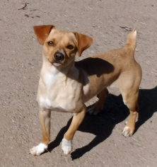 Minnie Jack Dogs for adoption in Peralta, NM, USA