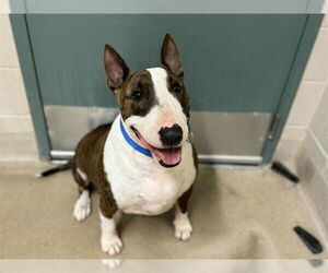 Bull Terrier Dogs for adoption in Santa Maria, CA, USA