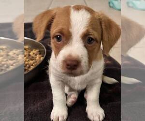 Dachshund-Spaniel Mix Dogs for adoption in Cave Creek, AZ, USA