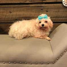 Maltese Dogs for adoption in CORNING, NY, USA