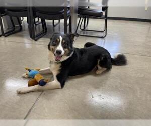 Border Collie Dogs for adoption in Pierceton , IN, USA