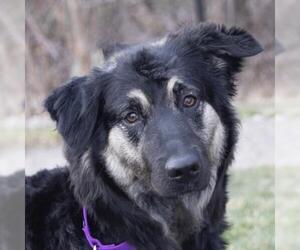 Mutt Dogs for adoption in Ann Arbor, MI, USA