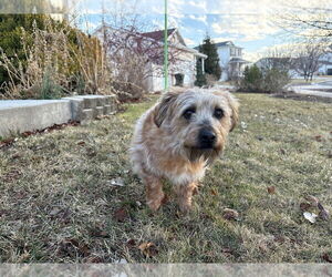 Mutt Dogs for adoption in Salt Lake City, UT, USA