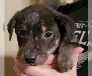 Borador Dogs for adoption in Claremore, OK, USA