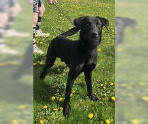 Labrador Retriever-Unknown Mix Dogs for adoption in Oskaloosa, IA, USA