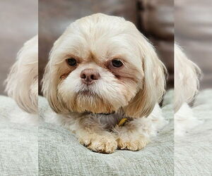 Shih Tzu Dogs for adoption in Bon Carbo, CO, USA