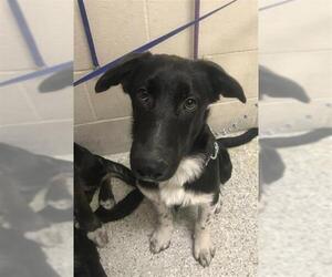 German Shepherd Dog Dogs for adoption in Conroe, TX, USA