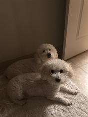 Bichon Frise Dogs for adoption in Incline Village, NV, USA
