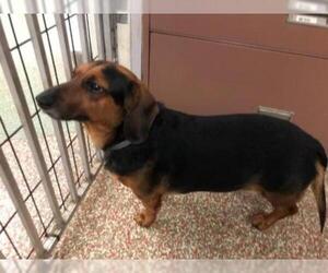 Dachshund Dogs for adoption in Fort Lauderdale, FL, USA