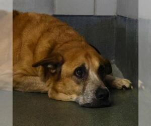 Saint Bernard Dogs for adoption in San Antonio, TX, USA
