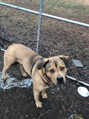 Mastiff-Unknown Mix Dogs for adoption in Pipestem, WV, USA