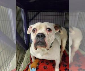 American Bulldog Dogs for adoption in Gloversville, NY, USA