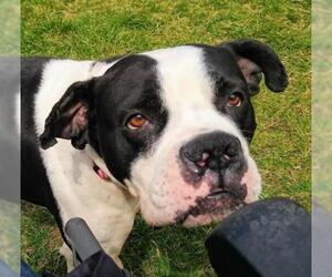 Boxer-Pointer Mix Dogs for adoption in Sanford , MI, USA