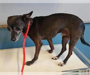 Chihuahua Dogs for adoption in Camarillo, CA, USA