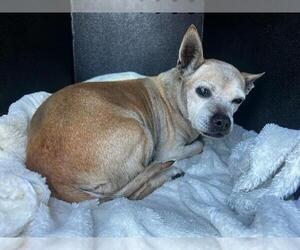 Chihuahua Dogs for adoption in Orange, CA, USA