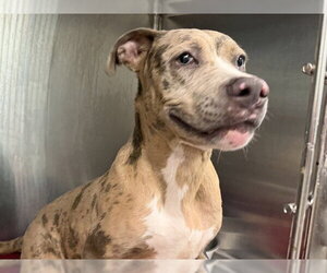 Catahoula Leopard Dog-Staffordshire Bull Terrier Mix Dogs for adoption in Tavares, FL, USA