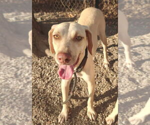 Mutt Dogs for adoption in Elmsford, NY, USA