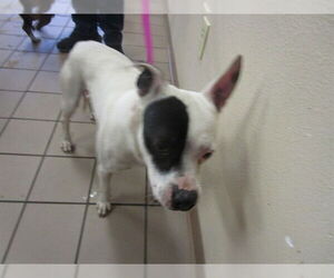 Staffordshire Bull Terrier-Unknown Mix Dogs for adoption in Ocala, FL, USA