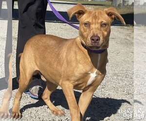 Small Retriever  Mix