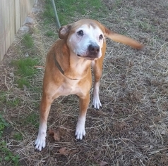Collie-Labrador Retriever Mix Dogs for adoption in Thomasville, NC, USA
