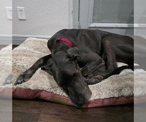 Great Dane Dogs for adoption in Bullard, TX, USA
