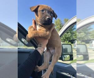 Black Mouth Cur Dogs for adoption in Oklahoma City, OK, USA