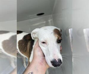 American Pit Bull Terrier-Unknown Mix Dogs for adoption in Houston, TX, USA