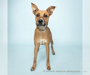 Basenji-Unknown Mix Dogs for adoption in Corona, CA, USA