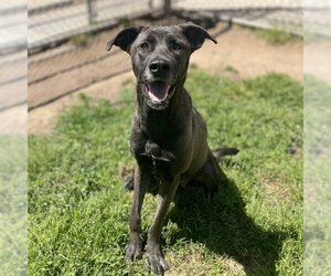 Labrador Retriever-Unknown Mix Dogs for adoption in Modesto, CA, USA