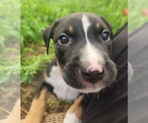 Borador Dogs for adoption in Lakewood, CO, USA