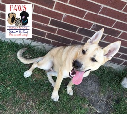 German Shepherd Dog Dogs for adoption in Killeen, TX, USA