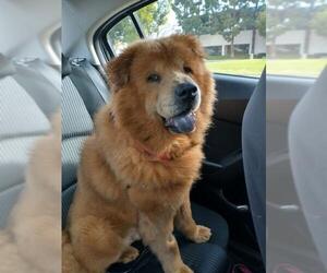 Chow Chow Dogs for adoption in Santa Ana, CA, USA
