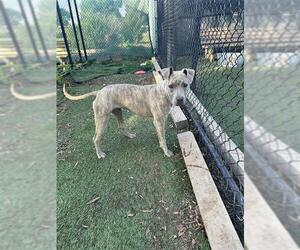 Mutt Dogs for adoption in Fremont, CA, USA