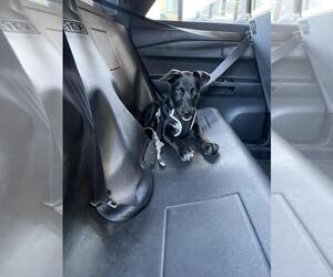 Labrador Retriever Dogs for adoption in Martinez, CA, USA