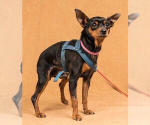 Chipin Dogs for adoption in Davis, CA, USA