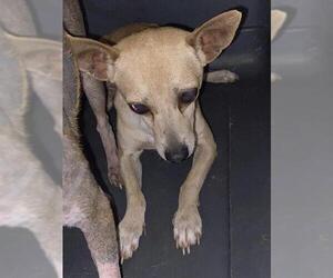 Chihuahua Dogs for adoption in Bakersfield, CA, USA