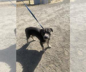 American Pit Bull Terrier Dogs for adoption in Bakersfield, CA, USA