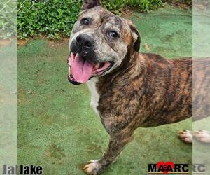 Mutt Dogs for adoption in Maryville, TN, USA