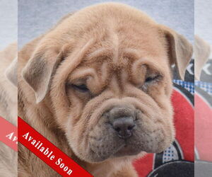 Chinese Shar-Pei Dogs for adoption in Huntley, IL, USA