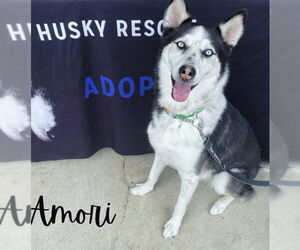 Siberian Husky Dogs for adoption in Carrollton, TX, USA