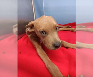 Mutt Dogs for adoption in San Bernardino, CA, USA