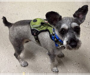 Mutt Dogs for adoption in Mundelein, IL, USA