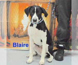 Labbe Dogs for adoption in Westwood, NJ, USA