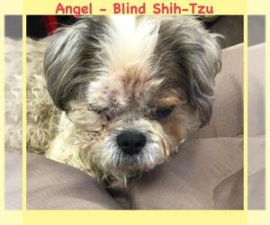 Shih Tzu Dogs for adoption in St. George, UT, USA