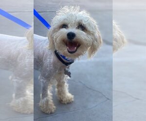 Maltipoo Dogs for adoption in Phoenix, AZ, USA